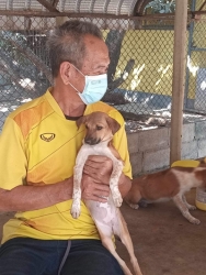 419710714_702065805405450_4960501966116012916_n.jpg - Happy adoption ทางมูลนิธิสันติสุขเพื่อสุนัขและแมวจรจัด มีทั้งสุนัขและแมว ที่รอการหาบ้าน เรามีทั้งอายุตั้งแต่3เดือนขึ้นไป ทั้งตัวโตๆ ที่น่ารัก เป็นมิตรกับทุกคน | https://www.santisookdogandcat.org