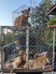 428146329_720559500222747_5287795668949536326_n.jpg - TNR Program In 2023 last year | https://www.santisookdogandcat.org