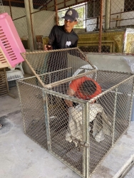 392798831_725201223091908_3775481137484502712_n.jpg - TNR Spay/neuter dogs and cats Pai-Mae Hong Son 1,662 animals | https://www.santisookdogandcat.org