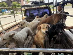 428655519_725200126425351_1364924324048099080_n.jpg - TNR Spay/neuter dogs and cats Pai-Mae Hong Son 1,662 animals | https://www.santisookdogandcat.org