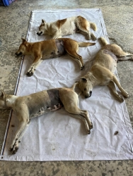 428655992_725201186425245_6818999106994396149_n.jpg - TNR Spay/neuter dogs and cats Pai-Mae Hong Son 1,662 animals | https://www.santisookdogandcat.org