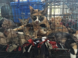 429844624_725201073091923_5575424386115779880_n.jpg - TNR Spay/neuter dogs and cats Pai-Mae Hong Son 1,662 animals | https://www.santisookdogandcat.org