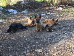 440892392_774494511495912_2239768533271852464_n.jpg - TNR Spay and neuter 165 animals โครงการทำหมันฟรี (ที่เสร็จแล้ว)ให้สุนัขและแมวจรจัด | https://www.santisookdogandcat.org