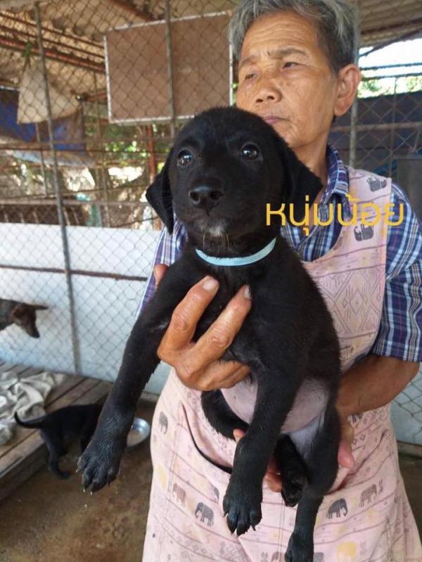 Puppy’s for adopt พิกัดเชียงใหม่ โปรดพิจารณา4ขาสีดำผู้หน้ารักด้วยค่ะ ลูกสุนัขที่ทางมูลนิธิสันติสุขเพื่อสุนัขและแมวจรจัด ได้ให้ความช่วยเหลือมาพักพิงชั่