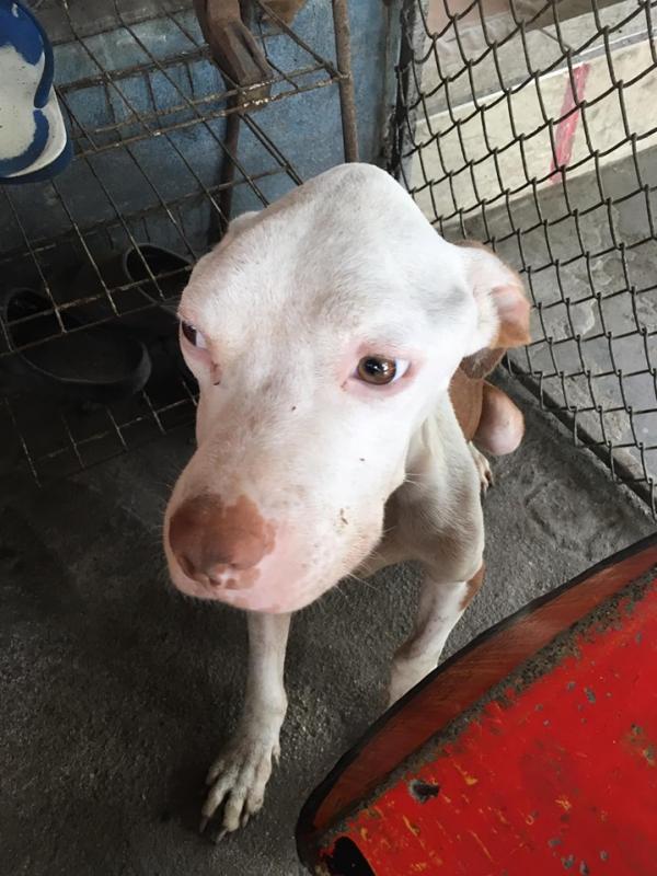 update อีกครั้ง Power สุนัขที่ทางมูลนิธิสันติสุข ช่วยมารักษาพยาบาล วันนี้สุนัขออกจากโรงพยาบาลแล้วค่ะ อาการดีขึ้น ลุกขึ้นเดินเองได้มากขึ้น กินอาหารได้เ