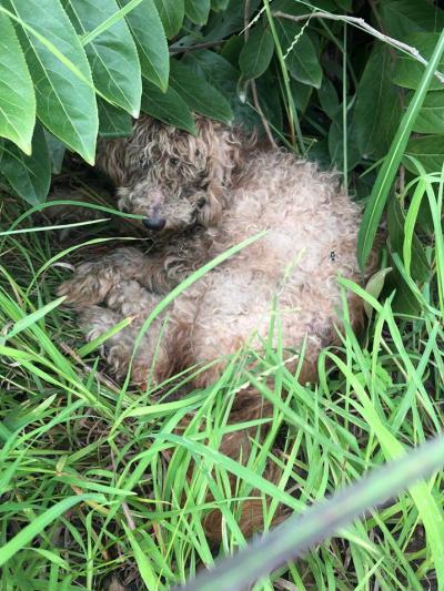 Abandon Seven puppy’s เมื่อไรจะหยุดทิ้งสัตว์กันเสียที‼️ ผลของการทอดทิ้งสัตว์..ทรมาน..เจ็บปวด..ทั้งกายและจิตใจ..เช่นสุนัขทั้ง 7 ตัวนี้ถูกคนนำมาปล่อยในก