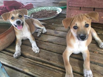 Adopt only please สองสาวน้อยมาหาบ้าน สายน้อยแพคคู่..เพศเมีย อายุ 2 เดือนครึ่ง จากวัด..ทำวัคซีน..ถ่ายพยาธิ ฝากความเมตตาขอบ้านที่พร้อม ด้วยความรัก..ความ Adopt only please สองสาวน้อยมาหาบ้าน สายน้อยแพคคู่..เพศเมีย อายุ 2 เดือนครึ่ง จากวัด..ทำวัคซีน..ถ่ายพยาธิ ฝากความเมตตาขอบ้านที่พร้อม ด้วยความรัก..ความ