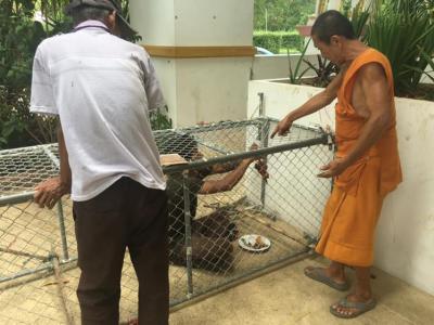 TNR Trap neutering return Program ทำทันที..อย่ามีเดี๋ยว เมื่อพระท่านช่วยทำกรงวางแผนจับน้องหมาเพื่อนำลงมาทำหมัน วัดพระธาตุดอยสะเก็ด..กับทางมูลนิธิสันติ