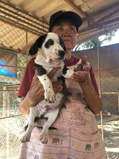 Puppy’s need home Don’t buy adopt only please เด็กๆทั้งหลาย พร้อมหาบ้าน ท่านใดสนใจรับอุปการะ พวกเขาเหล่านี้ สามารถติดต่อได้ที่ มูลนิธิสันติสุขเพื่อสุน Puppy’s need home Don’t buy adopt only please เด็กๆทั้งหลาย พร้อมหาบ้าน ท่านใดสนใจรับอุปการะ พวกเขาเหล่านี้ สามารถติดต่อได้ที่ มูลนิธิสันติสุขเพื่อสุน