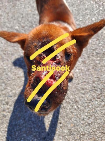 Another rescue dog Cancer เจ้าสีหมอก เป็นสุนัขจรจัด อาศัยอยู่ค่ายทหาร อำเภอสันทราย เชียงใหม่ จากที่มีผู้แจ้งขอความช่วยเหลือ ทางมูลนิธิจึงส่งรถไปรับ สุ Another rescue dog Cancer เจ้าสีหมอก เป็นสุนัขจรจัด อาศัยอยู่ค่ายทหาร อำเภอสันทราย เชียงใหม่ จากที่มีผู้แจ้งขอความช่วยเหลือ ทางมูลนิธิจึงส่งรถไปรับ สุ