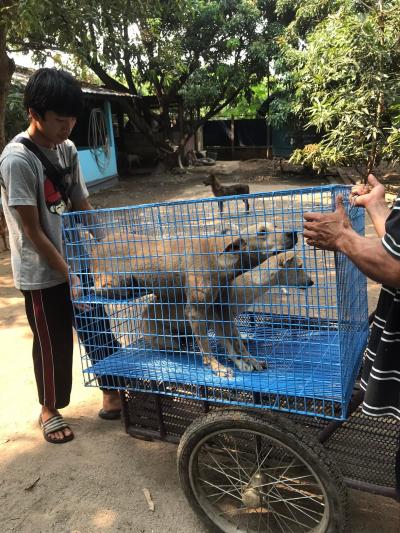 Return Sterilization TNR “อ่างเก็บน้ำห้วยลาน” อำเภอสันกำแพง เชียงใหม่ ส่งกลับสุนัขทำหมัน หลังจากพักฟื้นที่มูลนิธิ จนแผลหายดี ทางมูลนิธิ ได้ทำสัญลักษณ์