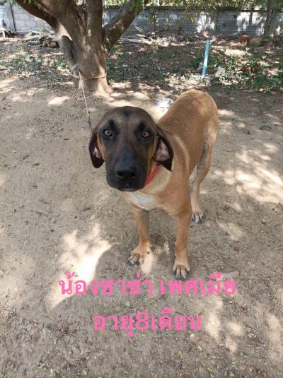 หาบ้านถาวร พิกัด วัดป่าธรรมาภิรมย์ บ้านโฮ่ง จังหวัดลำพูน เบอร์ติดต่อ 093-5817989 สุนัข..สายพันธุ์ ฟิลล่า จำนวน 4 ตัว ที่เจ้าของนำมาปล่อยไว้ที่วัด ตอนน หาบ้านถาวร พิกัด วัดป่าธรรมาภิรมย์ บ้านโฮ่ง จังหวัดลำพูน เบอร์ติดต่อ 093-5817989 สุนัข..สายพันธุ์ ฟิลล่า จำนวน 4 ตัว ที่เจ้าของนำมาปล่อยไว้ที่วัด ตอนน