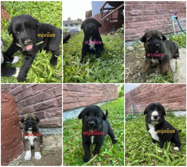 Puppies for adoption หาบ้านลูกสุนัขอายุ 7 อาทิตย์ เพศผู้ทั้งหมด ถ่ายพยาธิแล้ว รับอุปการะ อายุ 6 เดือนทำหมันให้ฟรี Puppies for adoption หาบ้านลูกสุนัขอายุ 7 อาทิตย์ เพศผู้ทั้งหมด ถ่ายพยาธิแล้ว รับอุปการะ อายุ 6 เดือนทำหมันให้ฟรี