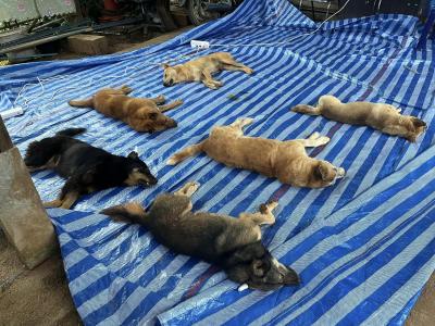 โครงการทำหมัน(ฟรี) ให้แมวและสุนัขไร้บ้าน ของมูลนิธิสันติสุขเพื่อสุนัขและแมวจรจัด ได้ลงพื้นที่จับสุนัขจรจัด ตามบ่อขยะ ตามวัด และสถานที่ต่างๆ โครงการทำหมัน(ฟรี) ให้แมวและสุนัขไร้บ้าน ของมูลนิธิสันติสุขเพื่อสุนัขและแมวจรจัด ได้ลงพื้นที่จับสุนัขจรจัด ตามบ่อขยะ ตามวัด และสถานที่ต่างๆ