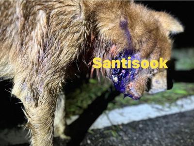 ”ส่งกลับที่เดิม“ ตัวที่(2) Return after treatment and neuter ”ส่งกลับที่เดิม“ ตัวที่(2) Return after treatment and neuter