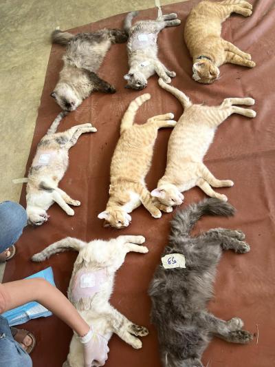 Spay/neuter โครงการทำหมัน(ฟรี) ให้สุนัขและแมวจร 2-3 พ.ย 2567 มูลนิธิสันติสุขเพื่อสุนัขและแมวจรจัด(สันป่าตอง) Spay/neuter โครงการทำหมัน(ฟรี) ให้สุนัขและแมวจร 2-3 พ.ย 2567 มูลนิธิสันติสุขเพื่อสุนัขและแมวจรจัด(สันป่าตอง)