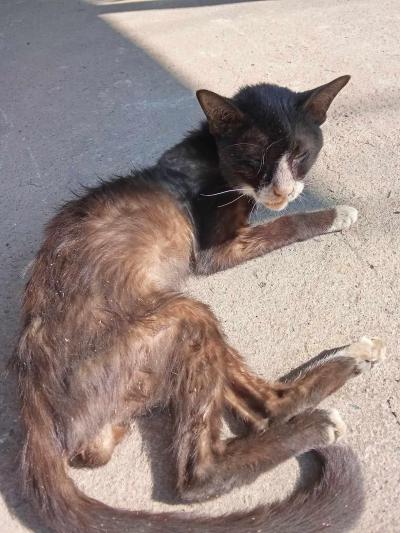 Street cat very sick ชีวิตที่รอความช่วยเหลือ Street cat very sick ชีวิตที่รอความช่วยเหลือ
