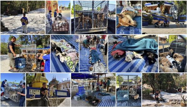 Successful spay/neuter Lampang Province Five day 324 dogs and cats Successful spay/neuter Lampang Province Five day 324 dogs and cats