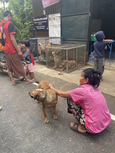 140 spay/neuter Dogs and dogs Pai Mae Hong son Thailand 140 spay/neuter Dogs and dogs Pai Mae Hong son Thailand
