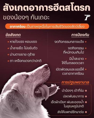 ระวัง ฮีทสโตรกในสัตว์เลี้ยง ด้วยอากาศที่ร้อนระอุ สัตว์เลี้ยงที่อยู่ในพื้นที่แออัด และดูแลไม่ทั่วถึงสัตว์มีความเสี่ยงต่อการเสียชีวิตสูง ควรดูแล ให้ควา ระวัง ฮีทสโตรกในสัตว์เลี้ยง ด้วยอากาศที่ร้อนระอุ สัตว์เลี้ยงที่อยู่ในพื้นที่แออัด และดูแลไม่ทั่วถึงสัตว์มีความเสี่ยงต่อการเสียชีวิตสูง ควรดูแล ให้ควา