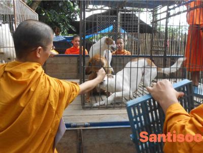 Spay/Neuter Dogs and Cats  local Temple in Sanpatong Chiang Mai