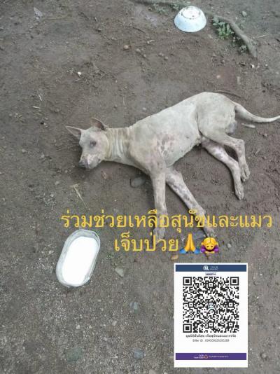 สุนัขป่วย (อำเภอปาย)  สุนัขตัวนี้ป่วย ไม่สามารถลุกได้ มีก้อนเนื้อที่อวัยวะเพศ นอนร้องครวญครางโดยไม่ทราบสาเหตุ การช่วยเหลือจึงเป็นไปได้ยากเนื่องจากพื้น