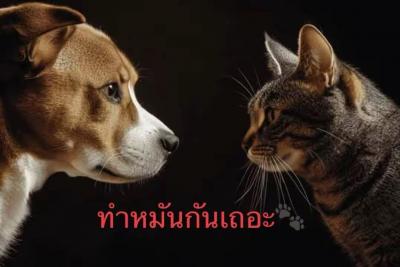 ฝากประชาสัมพันธ์ โครงการทำหมันสุนัขและแมว