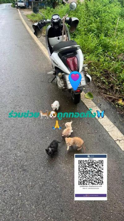 แม่หนูอยู่ที่ไหน หนึ่งภาพหลายร้อยคำ..อธิบาย ลูกแมวตัวนิดเดียวทั้ง 4 ชีวิต ถูกนำมาปล่อยทิ้ง ท่ามกลางฝนตก หิว หนาว อีก 4 ชีวิตที่ต้องช่วย