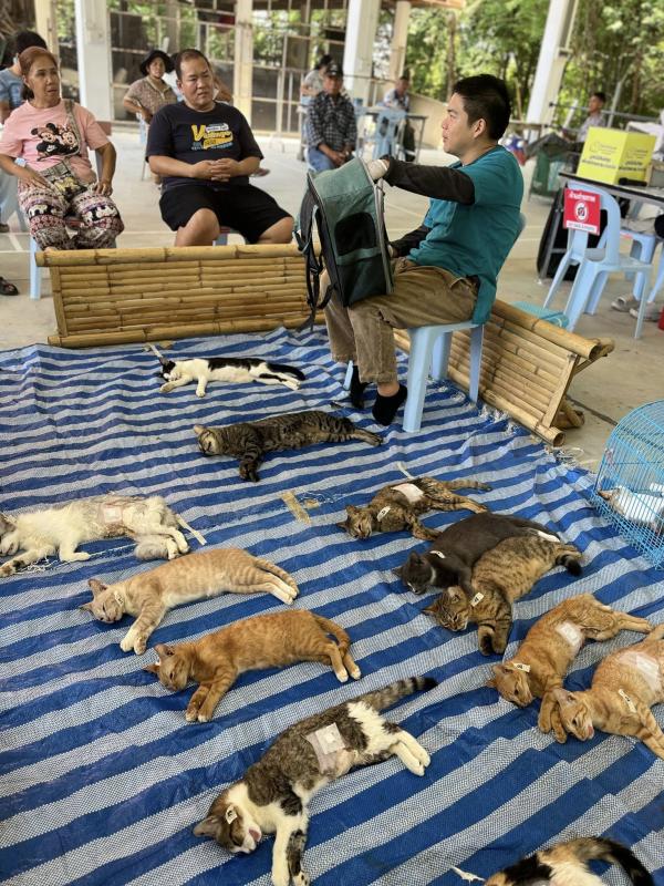 210 ชีวิต ได้ทำหมันแล้ว โครงการทำหมันสุนัขและแมว (Spay/Neuter) ณ เทศบาลตำบลแม่วาง สันป่าตอง เชียงใหม่ สำหรับสัตว์จรและสัตว์เลี้ยงของประชาชนทั่วไป พร้อ