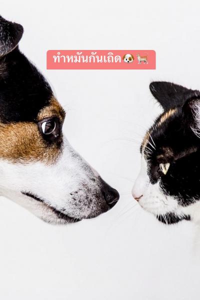 ประชาสัมพันธ์ โครงการทำหมันสัญจร (จังหวัดลำปาง) เสาร์-อาทิตย์ที่ 27-28 กันยายน 68 ประชาสัมพันธ์ โครงการทำหมันสัญจร (จังหวัดลำปาง) เสาร์-อาทิตย์ที่ 27-28 กันยายน 68