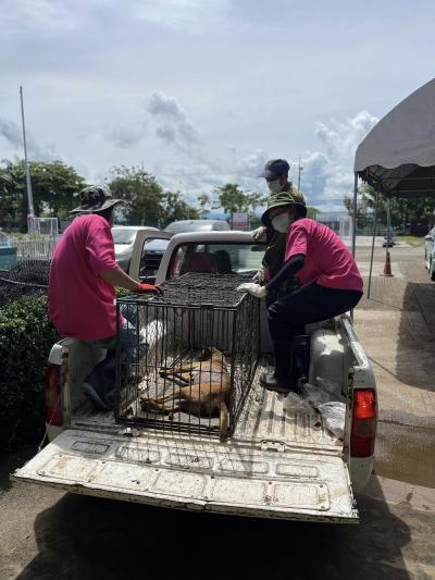 เสร็จสิ้นโครงการทำหมัน ฉีดวัคซีนพิษสุนัขบ้า มูลนิธิสันติสุขเพื่อสุนัขและแมวจรจัดร่วมกับเทศบาลตำบลเกาะคาแม่ยาว(ลำปาง) เสร็จสิ้นโครงการทำหมัน ฉีดวัคซีนพิษสุนัขบ้า มูลนิธิสันติสุขเพื่อสุนัขและแมวจรจัดร่วมกับเทศบาลตำบลเกาะคาแม่ยาว(ลำปาง)
