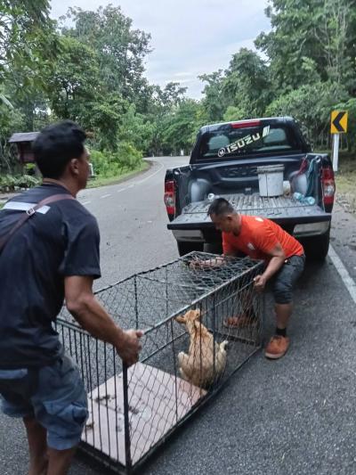 TNR stray, dog spay and neuter.  by Santisook dogs and cats rescue foundation in Lampung  การเกิดที่ทุกข์ ไร้บ้าน ไร้อาหาร ทางมูลนิธิสันติสุขเพื่อสุนั