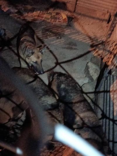 Stop abandon animals. Need forever home. มั่นใจว่าเป็นการถูกนำมาปล่อยทิ้ง สุนัขสายพันธุ์เยอรมันเชเพิร์ด 4 ตัวถูกนำมาปล่อยที่ม่อนพยาแช่ (ลำปาง) บริเวณก