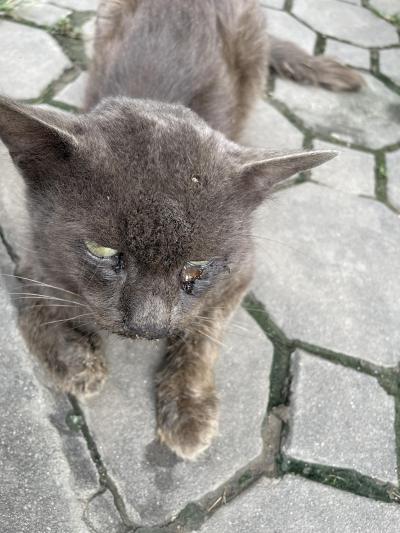 แมวป่วย/ลูคีเมีย/เอดส์  แมวอีกหนึ่งตัวที่ป่วยข้างทาง รอวันหลับ แต่ที่สำคัญแมวไร้บ้านตัวนี้ สามารถแพร่โรคติดต่อสู่แมวตัวอื่นๆได้ เราจึงให้ความช่วยเหลือ