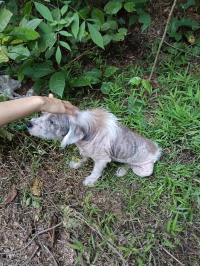 สุนัขถูกทิ้ง เมื่อแก่ เมื่อหมดความน่ารัก เจ็บป่วยเหม็น เขาคือสิ่งมีชีวิตที่ไม่มีโอกาส ร้องขอความเห็นใจ สุนัขตัวนี้แก่เป็นโรคผิวหนัง คุณAmphan Baiya(พี