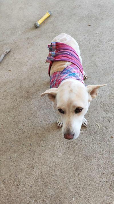 พร้อมมาก❤️ เทศกาลจุดพลุ ที่กำลังจะมาถึง  แสนสนุกสำหรับมนุษย์ แต่สร้างความหวาดกลัวแสนสาหัส ให้กับสรรพสัตว์ทั้งหลาย วันนี้น้องหยก มาเป็นนางแบบให้วิธีการ