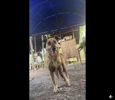 การเจอกันไม่ใช่เรื่องบังเอิญ ทุกอย่างบนโลกใบนี้ ล้วนถูกกำหนดมา และวันนี้เราก็ได้เจอ สุนัขอีกหนึ่งชีวิตที่กำลังเจ็บปวด และ ต้องการความช่วยเหลือ