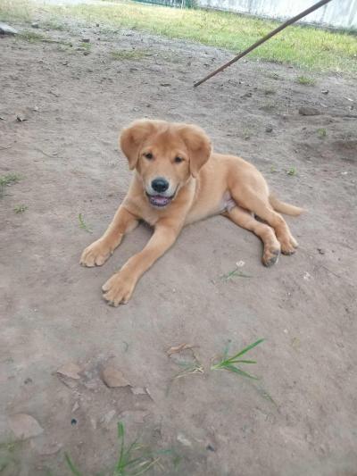 Adopt only หาบ้านเหลือ 1 ตัวค่ะ วัคซีน: เข็มสองเรียบร้อยแล้ว สุขภาพ: ถ่ายพยาธิแล้ว ลักษณะ: ลูกสุนัขพันธุ์ผสมตัวโต น่ารัก ติดคน  ⚡ นิสัย: ดื้อและซนตามอ
