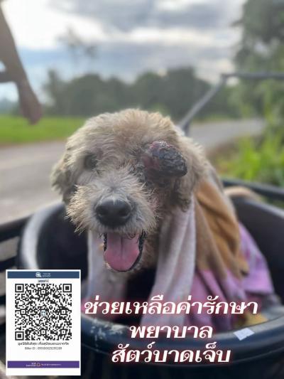 อัปเดตอาการและการรักษา สุนัขจรบาดเจ็บที่ลูกตา น้องได้รับการผ่าตัดลูกตาออกแล้ว น้องอยู่โรงพยาบาลจนตัดไหม ตอนนี้สุนัขกลับมาพักฟื้นตัวและจะอยู่ที่มูลนิธิ