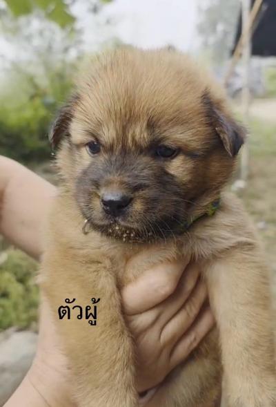 ต้องการบ้านค่ะ ยากที่สุดคือหาบ้านให้สีขาทั้งหลาย เด็กๆกลุ่มนี้พี่น้องกันเป็นพันธุ์ผสม ขาสั้น หน้าตาน่ารัก