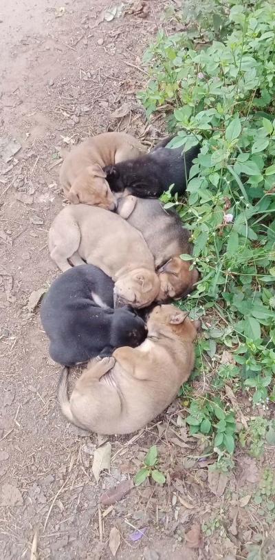 6 ชีวิตลูกสุนัขถูกทิ้ง ทางขึ้นน้ำตกในป่า คนเจอก็แจ้งไม่รับก็คงกองกันตาย เพราะทั้งหนาวทั้งไร้แม่ 