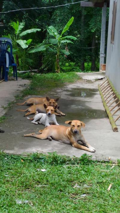 แม่คือทุกอย่าง ❤️ เป็นทั้งแม่และทับหน้า โดนจับทำหมันก่อนเลย ลูกตามมาเป็นขบวน หยุดการขยายพันธุ์ 