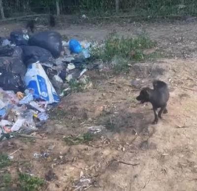 โรงเรียนแห่งหนึ่งในอำเภอปาย ที่ผู้บริหารระดับสูงแจ้งให้หน่วยงานท้องถิ่น จับลูกสุนัขไป จนสุดท้ายลูกสุนัขถูกไปปล่อยอยู่ที่บ่อขยะ