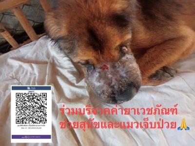 Update เจ้าปิงสุนัขเป็นมะเร็ง TVT เป็นเวลา 21 วันแล้วที่เราให้การรักษาโรคมะเร็ง 