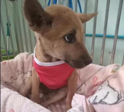 อัพเดทน้องขวัญพิการ  ที่ทางมูลนิธิได้ให้ความช่วยเหลือ ล่าสุดผลการ x-ray พบว่าน้องกระดูกเชิงกรานหัก รวมถึงกระดูก L4-L5 หักด้วย