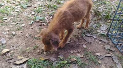 น้องแสนดี เป็นลูกสุนัขที่อาศัยอยู่บ่อขยะ ตัวไหนแข็งแรงก็รอด ตัวไหนอ่อนแอก็แพ้ไปตามธรรมชาติ