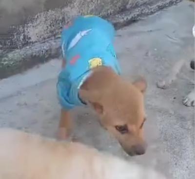 อัพเดทน้องจอมขวัญสุนัขพิการ❤️จากที่เราได้ให้ความช่วยเหลือสุนัขถูกรถชน อยู่ข้างทางซึ่งน้องพิการ✅ 