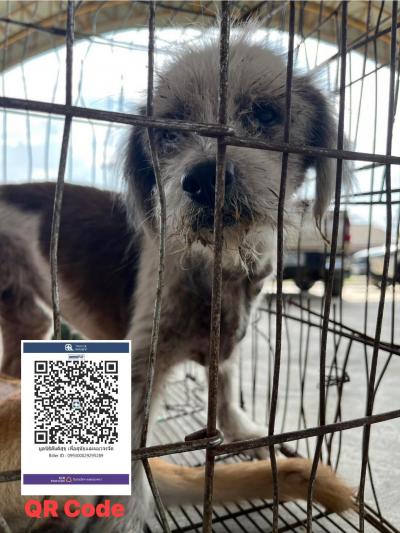 สุนัขก้อนเนื้องอก น้องเป็นสุนัขที่ถูกนำมาปล่อยทิ้ง“ ทางมูนิธิช่วยเหลือมาจาก ลำปางในช่วงที่ทำหมัน สุนัข อยู่กับเรา 3 สามเดือน