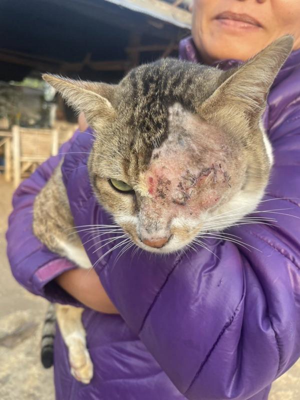 เจ้าเหมียวผู้น่าสงสาร จากอำเภอปาย ที่ถูกอะไรก็ไม่ทราบแน่ชัด จึงต้องส่งตัวลงมาเพื่อผ่าตัดเอาลูกตาออกเนื่องจากติดเชื้อ